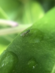 Pteromalidae