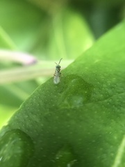 Pteromalidae