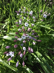 Triteleia clementina