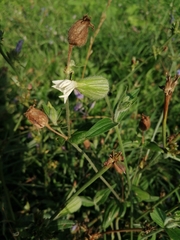 Silene latifolia alba