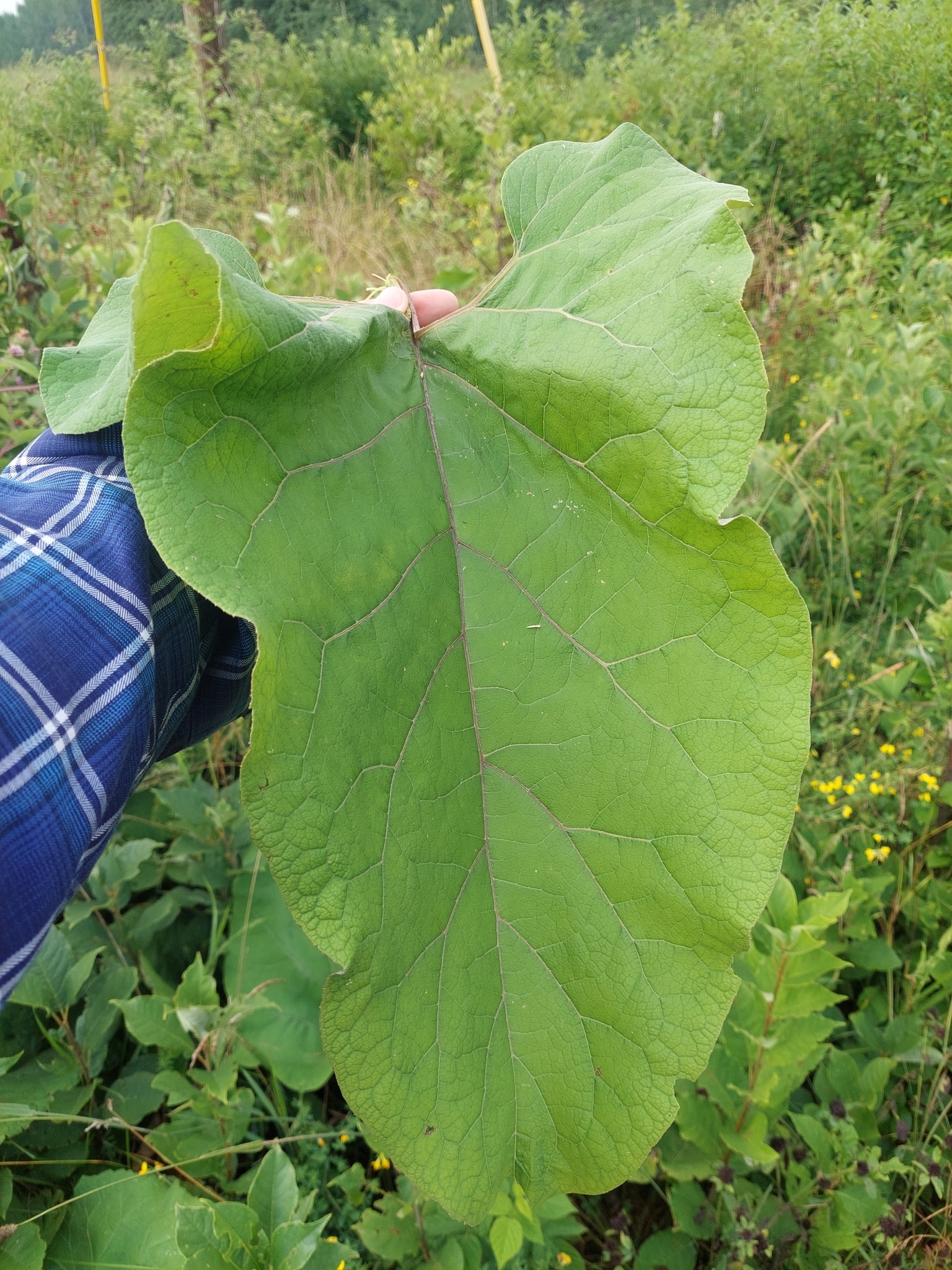 Große Klette (Arctium lappa): Herkunft und Verwendung — foto 3