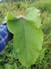 Große Klette (Arctium lappa): Herkunft und Verwendung — Foto 3