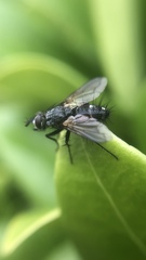Eriothrix rufomaculata