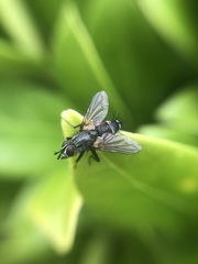 Eriothrix rufomaculata