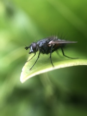 Eriothrix rufomaculata