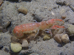 Upogebia