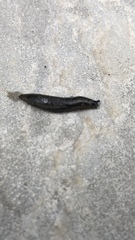 Stylommatophora