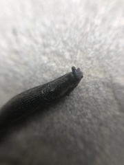 Stylommatophora