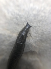 Stylommatophora