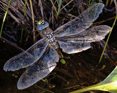 Rhionaeschna variegata