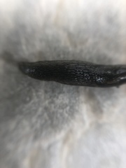 Stylommatophora