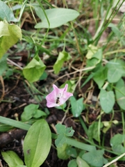 Convolvulus arvensis