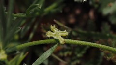 Pectocarya penicillata