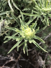 Castilleja grisea