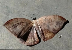 Lissoblemma lunuliferata