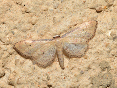 Idaea infirmaria