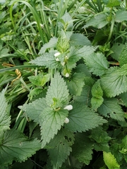 Lamium album