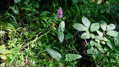 Betonica officinalis