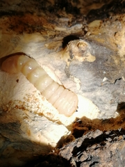 Trichoferus campestris