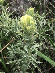 Castilleja grisea