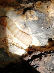 Trichoferus campestris