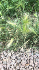Hordeum jubatum