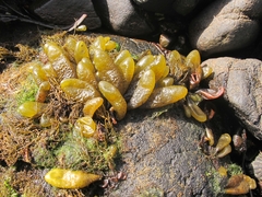 Adenocystis utricularis