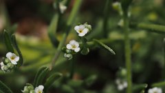 Pectocarya penicillata