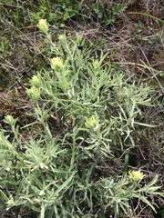Castilleja grisea