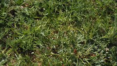 Pectocarya penicillata