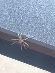 Callobius claustrarius