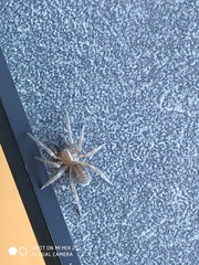 Callobius claustrarius