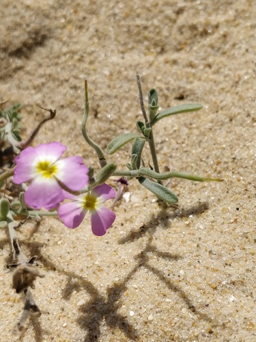 Sand Stock