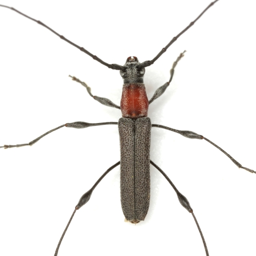 Rhopalophora longipes (Say, 1824)