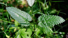 Betonica officinalis