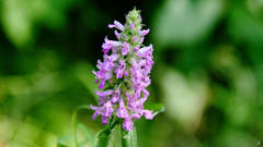 Betonica officinalis