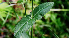 Betonica officinalis