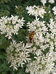 Rutpela maculata