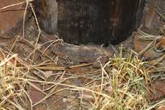 Agama anchietae
