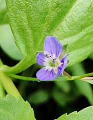 Veronica beccabunga
