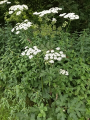 Heracleum sphondylium