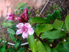 Strophanthus gratus