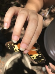 Heliconius hecale melicerta