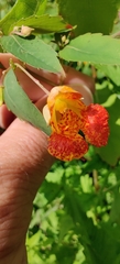 Impatiens capensis