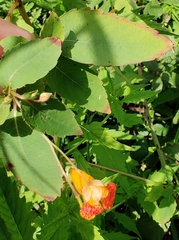 Impatiens capensis