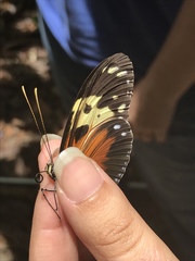 Heliconius hecale melicerta