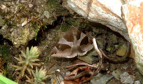 Dysgonia algira