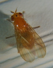 Camptoprosopella slossonae