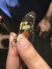 Heliconius hecale melicerta
