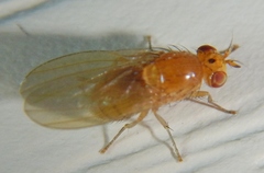 Camptoprosopella slossonae